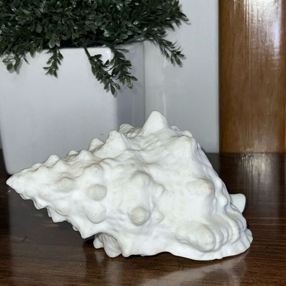 Small Bone China Seashell 4” - Picture 1 of 6